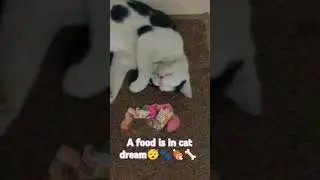 Do Cats Dream About Food?