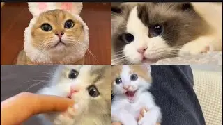 cats funny video|kittens video|funny vibes#catchannel #funnycat #newchannel #funnypet #foryou