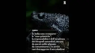 In India sono scomparse le &ldquo;rane galattiche&rdquo; e la colpa &egrave; dei fotografi