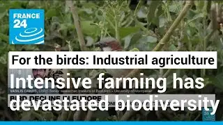For the birds: High-input agriculture destroys habitats & biodiversity, devastating bird populations