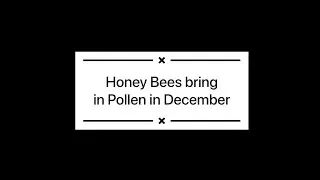 Honey Bees bring in Pollen in December