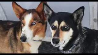 Luna Lobos Dog Sledding