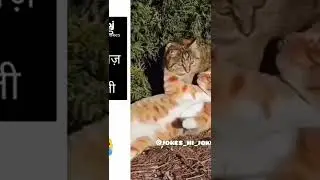 CAT BREAKUP FUNNY VIDEO