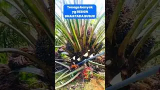 pruning sawit usia 3 tahun#viralshorts