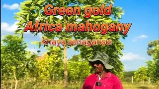 வென்றவரின் 🏆வெற்றி வார்த்தைகள்..💥🕺🏼💥African mahogany khaya senegalensis  💸Ganesh Nursery 9943119955