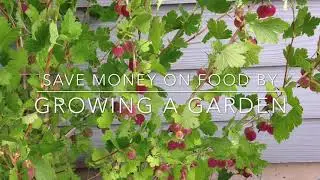 $3 Per Day Grocery Budget:  Growing a Garden to Save Money on Food