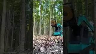 Heavy Forestry Mulcher Operation F Shredding Trees Effortlessly