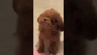 A Cute poodle puppy is barking #shorts #shortvideo #ytshorts #doglife #doglover #poodle #barking