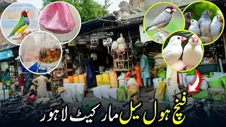 Exotic Birds wholesale Market Lahore | finches & Fishes cheapest Market Lahore