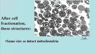 112 Isolated Mitochondria