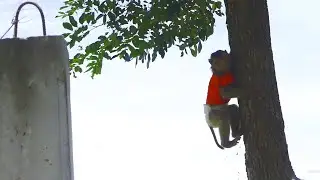 Very strong monkey Ella climbing on the tree mom always bring her to visit on free time