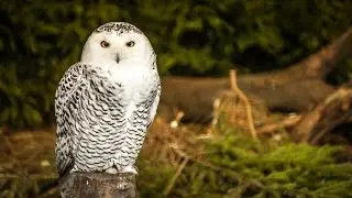 Is vrouwtjesuil Hedwig uit Harry Potter eigenlijk een mannetje ?