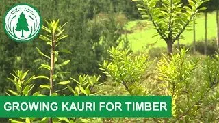 Growing Kauri for Timber