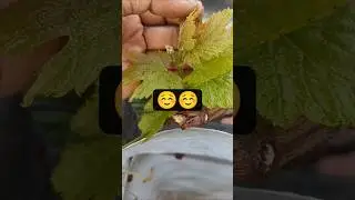 1 year old grape plant started flowering after pruning /#shorts /#garden /#grape vine