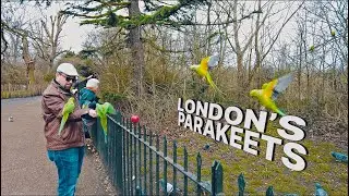 Secret London Spot 🇬🇧 &ndash; Wild but friendly parakeets 🦜 of Kensington Gardens ⛲️