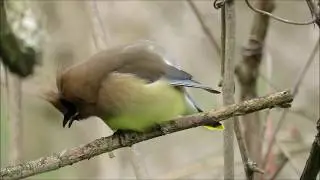 Birding in Point Pelee, Canada: Cedar Waxwing