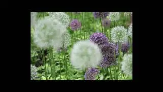 6/10/2010 -- Lurie Garden (Binaural Field Recording)