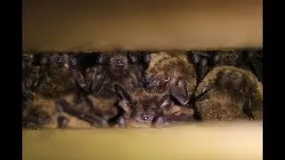 Counting Bats