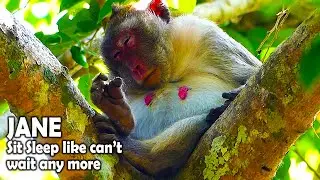 So pity poor monkey Jane so long waiting baby come, Look how hard her situation now?
