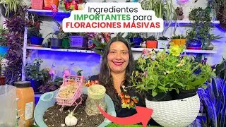 Ingredientes m&aacute;gicos para tener plantas de flores siempre radiantes