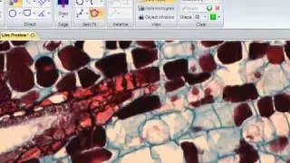 Measure Live Images with Image-Pro Insight Software