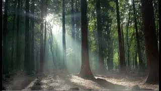 Tuesday Morning Walk- Piano sounds to clear the mind