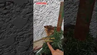 I read the thing today#cat #cutecat#viralcat#trendingcat#yutubeshorts