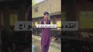 Mian Poultry Farm