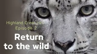Highland Creatures: Return to the wild