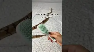 Petra likes a nice brush #snake #animal #reptile  #lol #cute #fyp #trend #trending #pet #shorts
