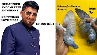 Greywing Lovebirds