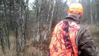 Tholak 2 driven hunt poland