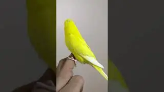Pineapple girl playing around #budgielove #budgies #budgerigarbird #budgiesfam #birds