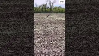 Вороны #любовь #music #собака #цитатыпрожизнь #nature #цитатыизкниг #животные #pitbull #ворон #стафф