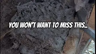 Invasive Wasp Nest Removal in Australia