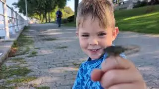 The Little Naturalist: Cicada found and explained by a child
