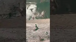 #ducks #UK #birds