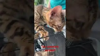 Bengal Cat!! #petmarket #tianggeanngmgahayop #bulacanpetmarket