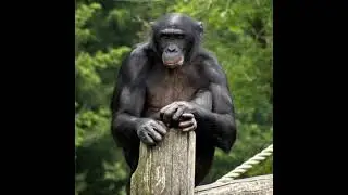 bonobo sounds