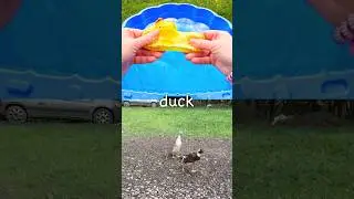 Kids Learn | Animal Names: Duck Gorilla Cat Hedgehog Giraffe
