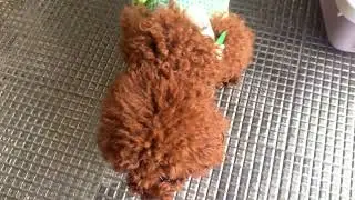 Time to play with friends #dog #poodle #toypoodle #smartdog #goden #puppy 