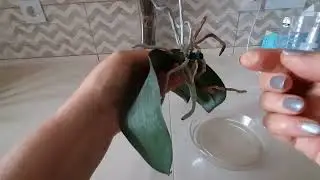 Орхидея 