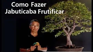 Como Fazer Jabuticaba Produzir