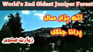 8000-Year-Old Juniper Forest Ziarat Balochistan | World's  2nd oldest Forest