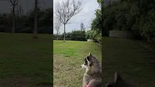 Pomsky love the nature sound