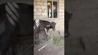 Chashme fek diye 🤣😂 !! #comedy #buffalo #nishudeshwal #akahir #farming #dairyfarm #ytshorts #shorts