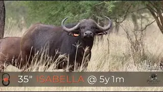 ISABELLA, DAUGHTER OF MATETSI, RUNNING WITH 49 1/8