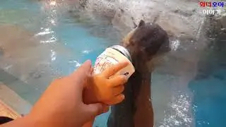 Otter & Penguin feeding experience