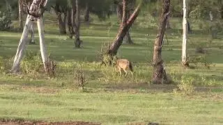Fox sighting, Pichavaram - 2012