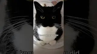 I know what you did&hellip; #catsofyoutube #cutecat #uni